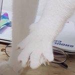고양이들 이런거 <b>짱</b>귀여움