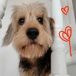 [강아지] 얼큰이왕큰겸<b>댕이</b> 왔어요~^^