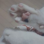 고양이 <b>젤리</b>발바닥