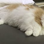 <b>고양</b>이 진짜..
