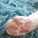 냥이 <b>젤리</b>와 귀여운 발