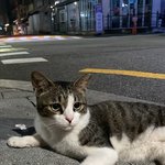 오늘 만난 <b>거양</b>이