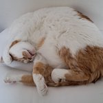 나의 동거묘 도칠이 23년 가을<b>일상들</b>..