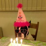 생일 <b>축하</b>해 우리 댕댕이!!!