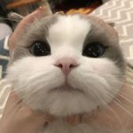 키 216이면 얼마나 큰 거임?