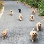 강아지는 몇마리 일까요? 아이큐 140<b>짜리</b> 문제.