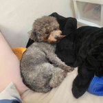 안냐<b>새요</b> 토이 실푸 꽃순이왔어요