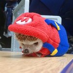 고슴도치의 남다른 <b>코스튬</b> 소화력
