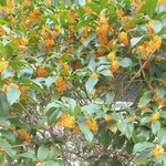 [드루와] 금목서 <b>나무</b> 아는 사람?