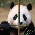 [모두드루와] 푸바오 <b>구마</b>짤 줍줍해