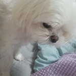 강아지가 나를 <b>땅바닥</b>으로 봄