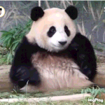 [드루와] 푸바오 씼는데 왜 <b>배</b> 털 누렇고 더러워?