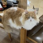 고양이만 <b>합성</b>한 거 같음