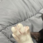 [댓글부탁해] <b>울</b><b>집</b> 냥이 발 넘 귀여워