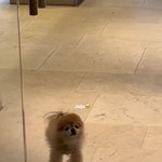 전청조 Jojo <b>조조</b> 파라다이스 딸 계정에서 보고 따왔나봄