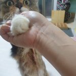 우리집 고양이인데 왜 이럴까요(추가