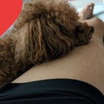 댕댕이 <b>피곤해</b>?