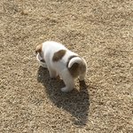 [댓글부탁해] 외삼촌이 키우는 강아지 ( 콩이 ) 볼 사람ㅜㅠㅠㅠ