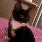 [댓글부탁해] 우리집 고양이 성격 어떤거같아?