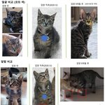 [방탈죄송] 어제 결시친에 올라온 고양이 학대 묘주 말이야(스압주의)