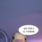 레즈가 <b>타로</b> 연애운 보면