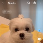귀여운 강쥐덜 <b>캡쳐</b>해옴..