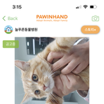 얘들아 고양이 <b>입양</b>해