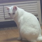 또 고먐미 <b>자랑</b>해보기 //.-.//