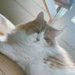 <b>순딩</b>-하게 찍힌 울 괭 사진