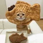 <b>집사</b>야 나에게 뭘 씌운거냥