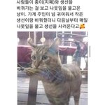 <b>생선</b> 사러 매일 오는 냥이