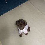 [이것좀봐줘] 우리집 강아지도 <b>자랑</b>하께