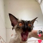 [댓글부탁해] <b>수행</b>평가 개억울하다 진짜