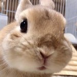 신인여돌들 갑자기 살쪘다고 욕하지마