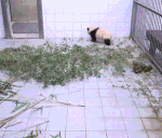 생애 첫 <b>야외</b> 나들이하는 푸바오