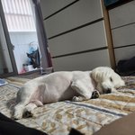 [강아지] 왕<b>티즈</b> 일상