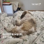 우리 강아지~~~