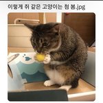 <b>쥐</b>같은 야옹이