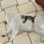 고양이 키우는 이유?일단 봐바