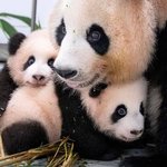 이제 쌍둥이 판다랑 엄마판다랑 같이 지낸대