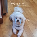[댓글부탁해] 멍멍 강쥐