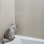우리 <b>집</b> 고양이 귀여움