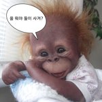 <b>쿨톤</b> 목도리 추천좀