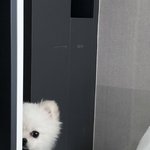 [이것좀봐줘] 대구 모 동물병원의 실체에 대해 말씀드립니다