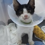 [<b>칠복</b>이들] 아기고양이었던 <b>칠복</b>이 이제 많이 컸어요! 사진많음