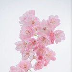 열린 음악회 <b>엠씨</b> 여자 실제로봤는데