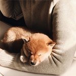 혹시 너... '<b>시바</b>' 좋아해?