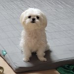 울 강아지 넘 몽총하게 생기지 않았니