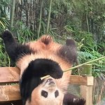 [모두드루와] 푸바오 안씼어?