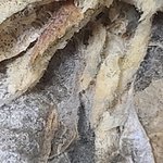 <b>먹태</b> 드실때 꼭 확인하세요~